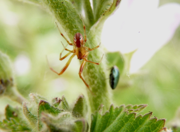 Tetragnatha sp.